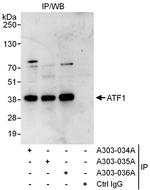 ATF1 Antibody in Immunoprecipitation (IP)