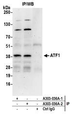 ATF1 Antibody in Immunoprecipitation (IP)