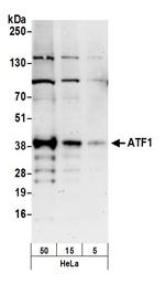 ATF1 Polyclonal Antibody