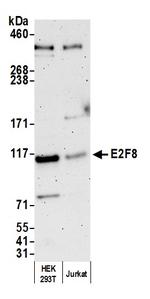 E2F8 Polyclonal Antibody