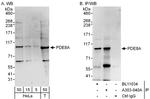 PDE8A Polyclonal Antibody