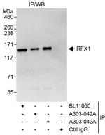 RFX1 Antibody in Immunoprecipitation (IP)