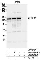 RFX1 Antibody in Immunoprecipitation (IP)