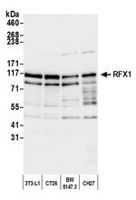 RFX1 Antibody in Western Blot (WB)
