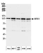 RFX1 Antibody in Western Blot (WB)