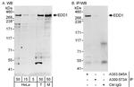 EDD1 Polyclonal Antibody