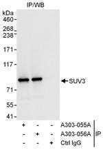 SUV3 Polyclonal Antibody
