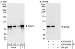 SUV3 Polyclonal Antibody