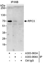 RPC3 Polyclonal Antibody