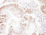 SSRP1 Antibody in Immunohistochemistry (Paraffin) (IHC (P))
