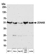 ZONAB Polyclonal Antibody