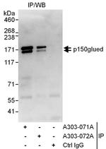 p150glued Polyclonal Antibody