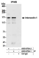 Intersectin 1 Antibody in Immunoprecipitation (IP)