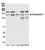 Intersectin 1 Polyclonal Antibody