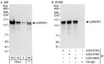 LRRFIP1 Polyclonal Antibody