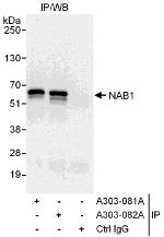 NAB1 Polyclonal Antibody
