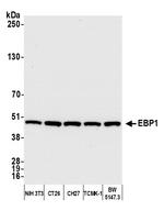 EBP1 Antibody in Western Blot (WB)