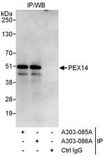 PEX14 Polyclonal Antibody