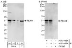 PEX14 Polyclonal Antibody