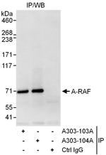 A-RAF Polyclonal Antibody