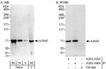 A-RAF Polyclonal Antibody