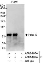 FOXJ3 Polyclonal Antibody