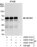 HEXIM1 Antibody in Immunoprecipitation (IP)