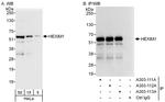 HEXIM1 Antibody in Western Blot (WB)