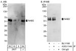 NAB2 Antibody in Western Blot (WB)