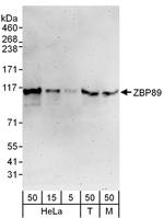 ZBP89 Polyclonal Antibody