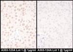 NFIC Polyclonal Antibody