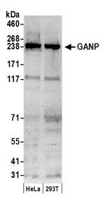 GANP Polyclonal Antibody