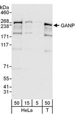 GANP Polyclonal Antibody