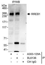 RREB1 Polyclonal Antibody