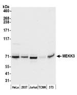 MEKK3 Polyclonal Antibody