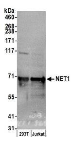 NET1 Polyclonal Antibody