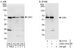 CIR1 Polyclonal Antibody