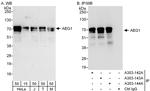 AEG1 Polyclonal Antibody