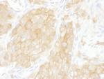 14-3-3 theta Polyclonal Antibody