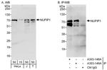 NUFIP1 Polyclonal Antibody