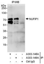 NUFIP1 Polyclonal Antibody