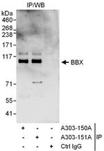 BBX Polyclonal Antibody