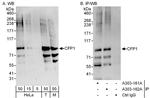 CFP1 Polyclonal Antibody