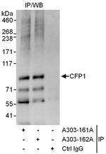 CFP1 Polyclonal Antibody