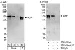 IKAP Polyclonal Antibody