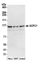 GCFC1 Polyclonal Antibody