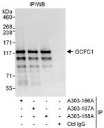 GCFC1 Polyclonal Antibody