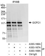 GCFC1 Polyclonal Antibody