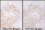 SRF Polyclonal Antibody