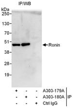 Ronin Polyclonal Antibody